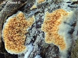 Attēlu rezultāti vaicājumam “Leucogyrophana mollusca”