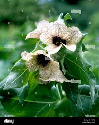 Image result for bilsenkraut