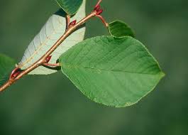 Attēlu rezultāti vaicājumam “Prunus padus var. roseiflora”