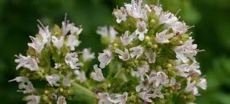 Attēlu rezultāti vaicājumam “Origanum vulgare bud”