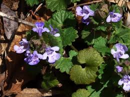 Attēlu rezultāti vaicājumam “Glechoma hederacea”