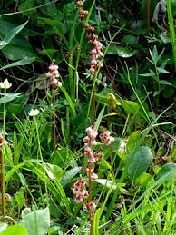 Attēlu rezultāti vaicājumam “Pyrola minor flower”