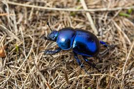 Attēlu rezultāti vaicājumam “Geotrupes”