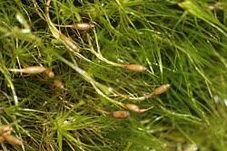 Attēlu rezultāti vaicājumam “Dicranodontium denudatum”