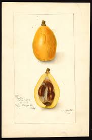 Attēlu rezultāti vaicājumam “Libanotis montana fruit”