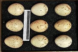 Attēlu rezultāti vaicājumam “Crex crex nest”