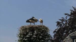 Attēlu rezultāti vaicājumam “Ciconia ciconia juvenile”