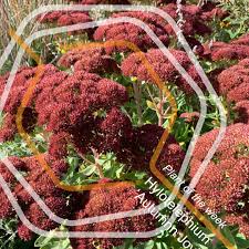 Attēlu rezultāti vaicājumam “Hylotelephium telephium bud”