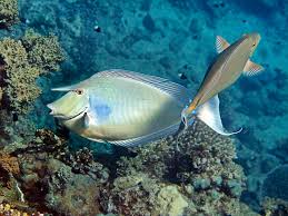 Image result for Naso unicornis