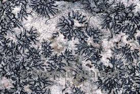 Attēlu rezultāti vaicājumam “Graphis scripta”