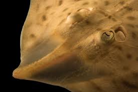 Image result for Rostroraja eglanteria