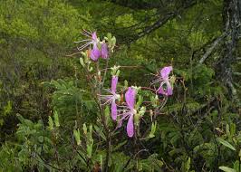 Attēlu rezultāti vaicājumam “Rhododendron canadense”