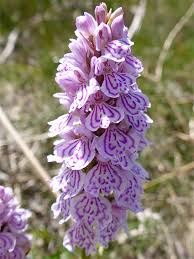 Attēlu rezultāti vaicājumam “Dactylorhiza maculata flower”