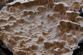 Attēlu rezultāti vaicājumam “Steccherinum ochraceum”