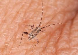 Attēlu rezultāti vaicājumam “Phytocoris sp.”