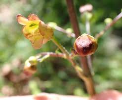 Attēlu rezultāti vaicājumam “Scrophularia nodosa flower”