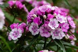 Image result for Dianthus barbatus