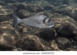 Image result for Sparus aurata