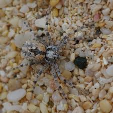 Attēlu rezultāti vaicājumam “Philodromidae”