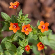 Attēlu rezultāti vaicājumam “Anagallis arvensis flower”