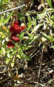 Attēlu rezultāti vaicājumam “Enteridium liceoides macro”