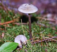 Attēlu rezultāti vaicājumam “Lycogala conicum sessile”