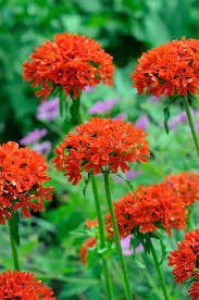 Attēlu rezultāti vaicājumam “Silene chalcedonica flower”