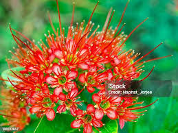 Attēlu rezultāti vaicājumam “Rubiaceae”
