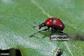 Attēlu rezultāti vaicājumam “Attelabus nitens”