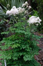 Attēlu rezultāti vaicājumam “Thalictrum aquilegifolium leaf”