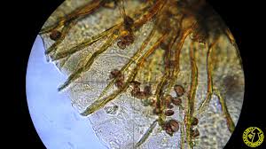 Attēlu rezultāti vaicājumam “Craterium leucocephalum macro”