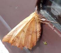 Attēlu rezultāti vaicājumam “Ennomos autumnaria”