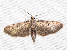 Attēlu rezultāti vaicājumam “Eupithecia exiguata”