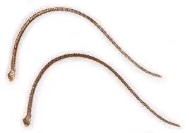 Attēlu rezultāti vaicājumam “Udea olivalis”