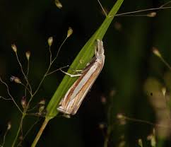 Attēlu rezultāti vaicājumam “Crambus”