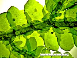 Attēlu rezultāti vaicājumam “Porella cordaeana”