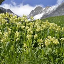 Image result for Primula elatior