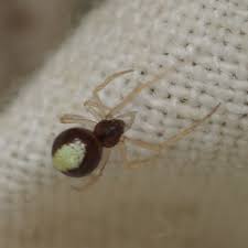 Attēlu rezultāti vaicājumam “Neottiura bimaculata female”