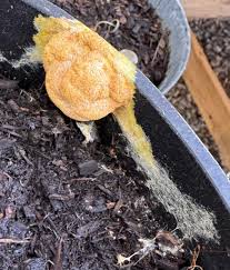 Attēlu rezultāti vaicājumam “Fuligo septica cf. rufa”