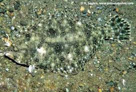 Image result for Paralichthys albigutta