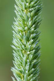 Attēlu rezultāti vaicājumam “Phleum phleoides”