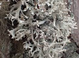 Attēlu rezultāti vaicājumam “Pseudevernia furfuracea”