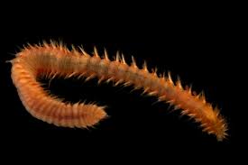 Attēlu rezultāti vaicājumam “Amaurochaete sp.”