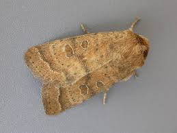 Attēlu rezultāti vaicājumam “Caradrina morpheus”