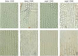 Attēlu rezultāti vaicājumam “Dicranales”
