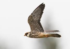 Image result for Falco amurensis