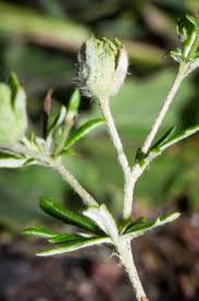 Attēlu rezultāti vaicājumam “Potentilla argentea fruit”