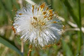 Attēlu rezultāti vaicājumam “Tussilago farfara flower”