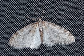 Attēlu rezultāti vaicājumam “Trichopteryx carpinata”