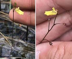 Attēlu rezultāti vaicājumam “Utricularia minor leaf”